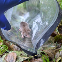 Bělozubka tmavá se dál šíří Českem. Vědci znovu žádají veřejnost o pomoc